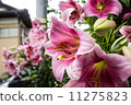 Lily 11275823