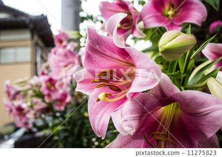 Lily Lily 11275823
