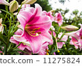 Lily 11275824