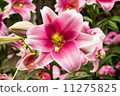 Lily 11275825