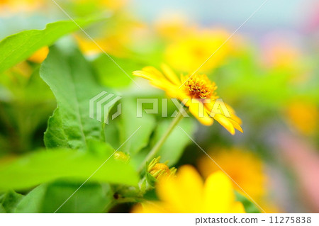 Melanpodium 11275838