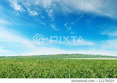 corn field with the young shoots 11276014