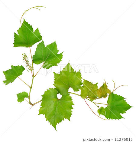 Grape leaves isolated on white background 11276015