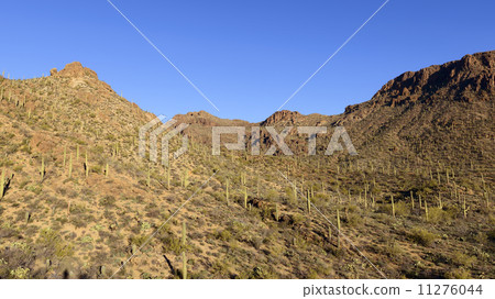 Saguaro Forest 11276044