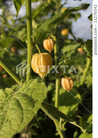 Physalis plant  11276542