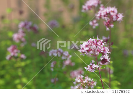 Oregano's flower 11276562