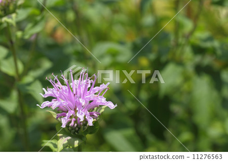 Flower of Monalda 11276563