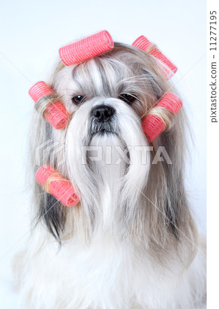 Shih tzu dog 11277195