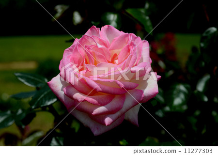 Princess de Monaco 11277303