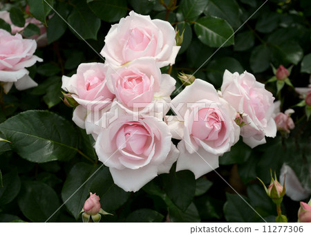 Petit Trianon 11277306