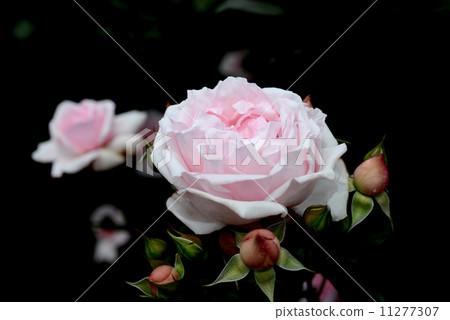 Petit Trianon Petit Trianon 11277307