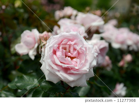 Petit Trianon 11277308