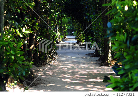 Bise Fukugi Namiki-9 11277321