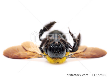 Carpenter bee 11277402
