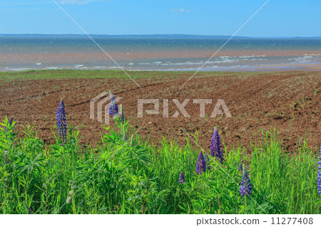 Spring Prince Edward Island 11277408