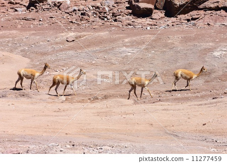 棲息在南美安第斯山脈高地的野生Vicuña 11277459