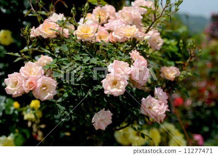 Pink Meian Dina 11277471