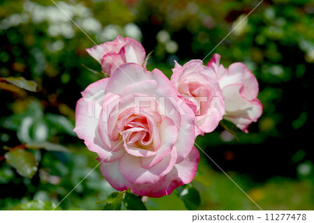 Nicole Nicole 11277478