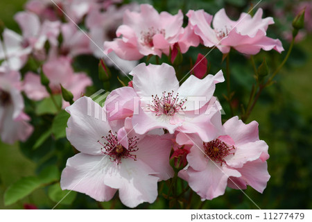 Dainty Bess 11277479