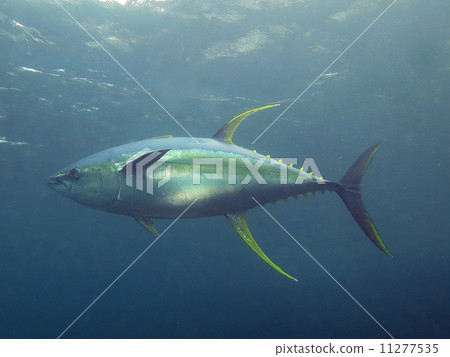 Kihida 11277535