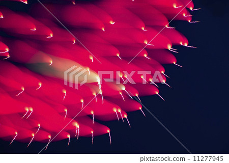 煙花（特別拍攝） 11277945