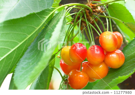 Cherry hunting 11277980