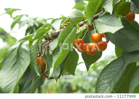 櫻桃狩獵 櫻桃狩獵 11277999