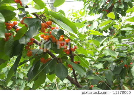 櫻桃狩獵 櫻桃狩獵 11278000