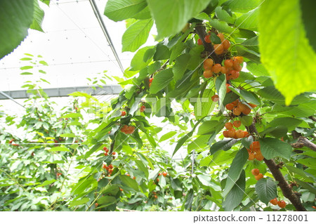 櫻桃狩獵 11278001