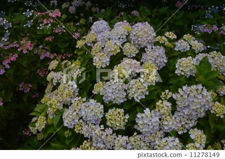 埼玉Sotetsu Hidenori的繡球花 埼玉Sotetsu Hidenori的繡球花 11278149