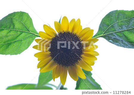 向日葵 11278284