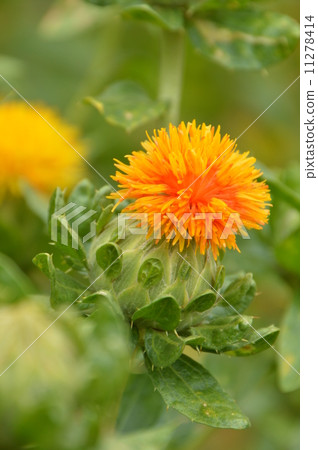 Beniflora Township Okutagawa-shi Beniflora Township Okutagawa-shi 11278414