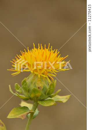 Beniflora Township Okutagawa-shi 11278415