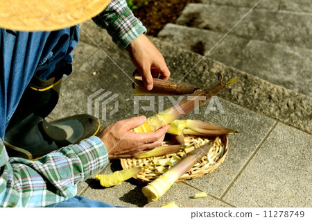 Bamboo shoots Bamboo shoots 11278749