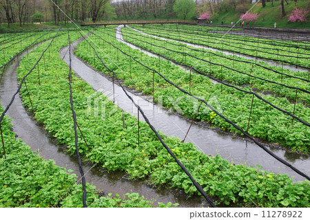  Daio Wasabi Farm 11278922