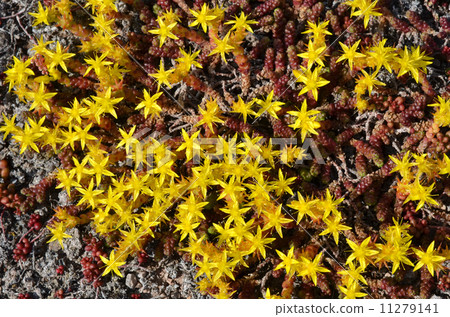 Background of yellow mossy stonecrop Background of yellow mossy stonecrop 11279141