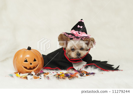 Halloween Halloween 11279244
