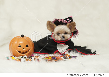 Halloween Halloween 11279245