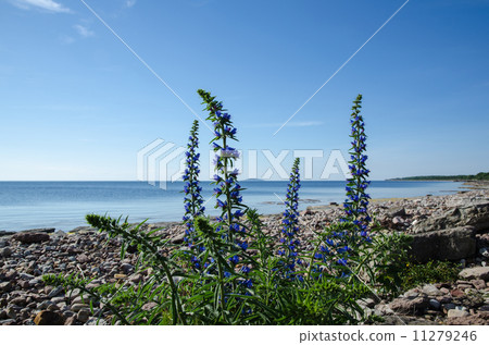 Blue flowers at a calm bay by a stony coastline Blue flowers at a calm bay by a stony coastline 11279246