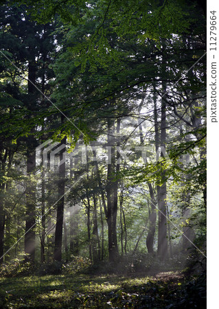 Shirakami Mountain May morning Shirakami Mountain May morning 11279664