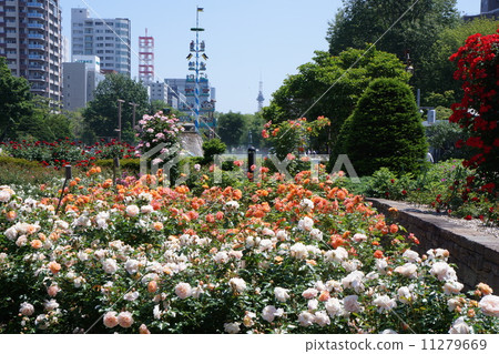 A rose garden 11279669