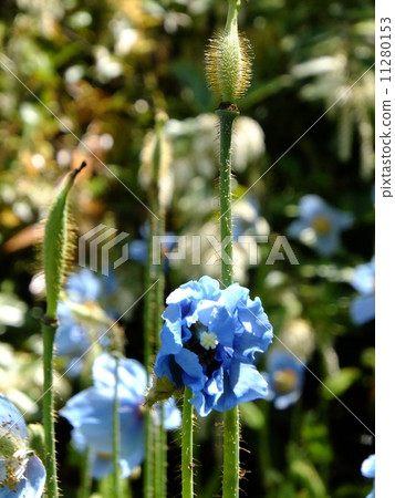 喜馬拉雅山的罌粟 喜馬拉雅山的罌粟 11280153