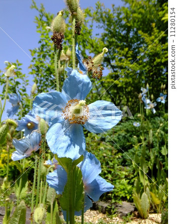 喜馬拉雅山的罌粟 11280154