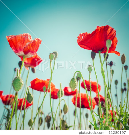 Abstract floral background with wild poppy flowers on meadow 11280197