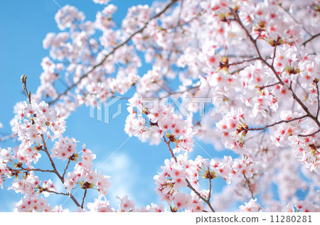 藍天和櫻花 11280281