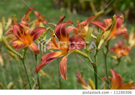 猩紅的愛 猩紅的愛 11280306