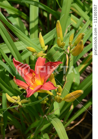 猩紅的愛 11280307