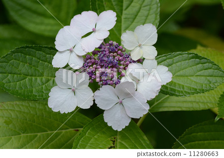 繡球花 繡球花 11280663