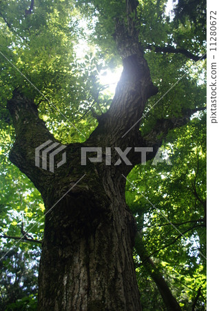 large tree large tree 11280672