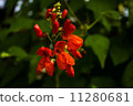 Flower beans 11280681